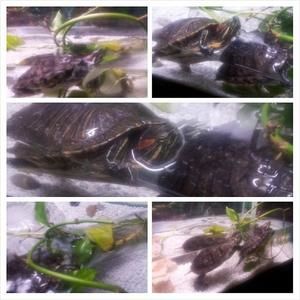 Meet your Posher, Diamond